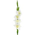 Floristik24 Gladiolus vit 86 cm konstgjord