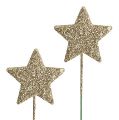 Floristik24 Glitterstjärnor på tråd 5cm guld L23cm 48st