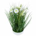 Floristik24 Dekorativt gräs med Cosmea-blommor i en skål H45cm