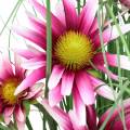 Floristik24 Gräs med Echinacea artificiellt i en kruka rosa 63 cm