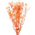 Floristik24 Torkad blombukett med babys andetag Gypsophila 75 cm 100 g