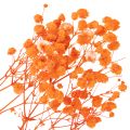 Torkad blombukett med babys andetag Gypsophila 75 cm 100 g | Floristik24.se