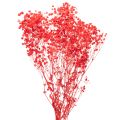 Floristik24 Torkad baby's breath (Gypsophila) knippe 75 cm 100 g