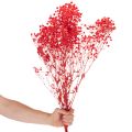 Torkad baby's breath (Gypsophila) knippe 75 cm 100 g | Floristik24.se