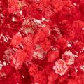 Torkad baby's breath (Gypsophila) knippe 75 cm 100 g | Floristik24.se