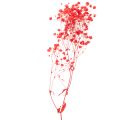 Torkad baby's breath