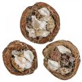 Floristik24 Halvt kokosnötsskal deco skal snigelskal deco 18–19cm 3st