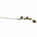 Hasselnötsgren grön / brun 84cm | Floristik24.se