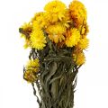 Floristik24 Strawflower gul torkade torkade blommor dekorativ knippe 75g