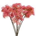 Floristik24 Elderflower gren rosa 54,5 cm 4st
