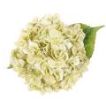 Konstgjord hortensia med lång stjälk och blad, 60 cm | Floristik24.se