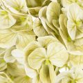 Konstgjord hortensia med lång