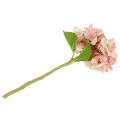 Floristik24 Hortensia rosa, kräm 36cm