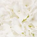 Konstgjord hortensia med lång stjälk för dekoration, 48 cm | Floristik24.se