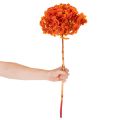 Hortensia, konserverad och färgad, stor blomning med lång stjälk, 60 cm | Floristik24.se