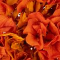 Hortensia, konserverad och