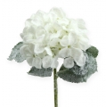 Floristik24 Hortensia vit med snöeffekt 25cm