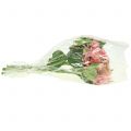 Floristik24 Hortensia rosa 33cm 1st