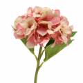Floristik24 Hortensia beige/rosa 35cm