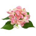 Floristik24 Hortensia rosa 33cm