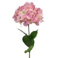Floristik24 Hortensia rosa 68 cm