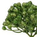 Hydrangea bud pick 22cm grön 12st