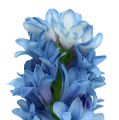 Floristik24 Hyacint konstgjord blå, vit 31cm 3st