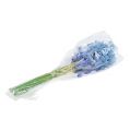Floristik24 Hyacint konstgjord blå, vit 31cm 3st