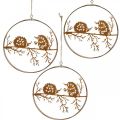 Floristik24 Metallhängare, igelkott på gren, höstdekoration, dekorativ ring, rostfritt stålram Ø15,5cm 3st