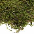 Floristik24 Indisk mossa skogsmossa grön naturlig 2kg