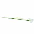 Iris konstgjord vit 78cm