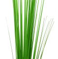 Floristik24 Isolepsisgrass ljusgrön 85cm 1p