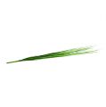 Floristik24 Isolepsisgrass ljusgrön 85cm 1p