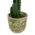 Floristik24 Kaktus i en kruka med blommorosa H 21cm