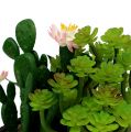 Floristik24 Kaktus med blomma 14cm i trälåda