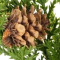 Konstgjord tallgren med kottar, 28 cm, 6 stycken | Floristik24.se
