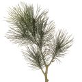 Floristik24 Konstgjord tallgren för bordsdekorationer och vaser, 70 cm