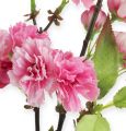 Floristik24 Körsbärsröd blomgren i rosa 77cm