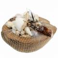 Floristik24 South Sea dekoration kokosnöt med musslor 20cm 250g