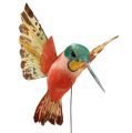 Floristik24 Hummingbird med tråd 5,5cm L22cm assorterad 12st