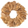 Floristik24 Trädsvampkrans, naturlig färg, för dörr- eller väggdekoration, 37 cm