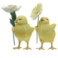 Floristik24 Glad påsk kycklingar, kycklingar med blommor, påskbordsdekorationer, dekorativa kycklingar H11/11,5 cm, set om 2