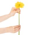 Konstgjorda gerberablommor, solgula, trädgårdsblomma, 47 cm, 6 stycken | Floristik24.se