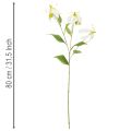 Konstgjord Gloriosa-blomma, vit och gul, elegant blommande gren för dekoration, 80 cm, 3 stycken | Floristik24.se