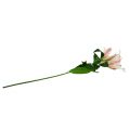 Floristik24 Konstgjord lilja rosa med verklig touch 100 cm