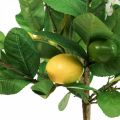 Floristik24 Konstgjord citronträd i kruka Citronträd H57cm