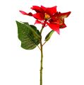 Floristik24 Konstgjorda blommor julstjärna röd L73cm