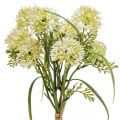 Floristik24 Konstgjorda blommor vit allium dekoration prydnadslökar 34cm 3st i knippe