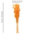 Lagurus-knippe av sammetsgräs, torkat, 70 cm, 100 g | Floristik24.se