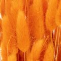 Lagurus-knippe av sammetsgräs, torkat, 70 cm, 100 g | Floristik24.se